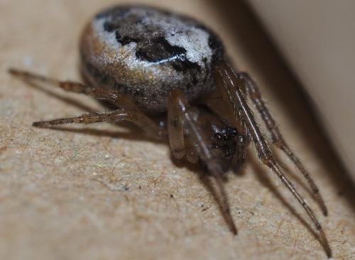 Zygiella x-notata